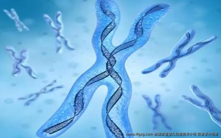 泰国代孕总费用多少钱 需要多少预算