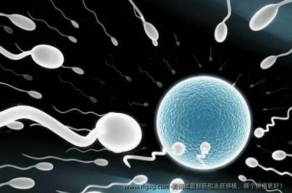 美国试管鲜胚和冻胚移植，哪个移植更好？ 