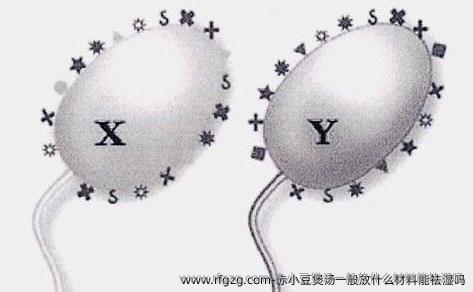 赤小豆煲汤一般放什么材料能祛湿吗